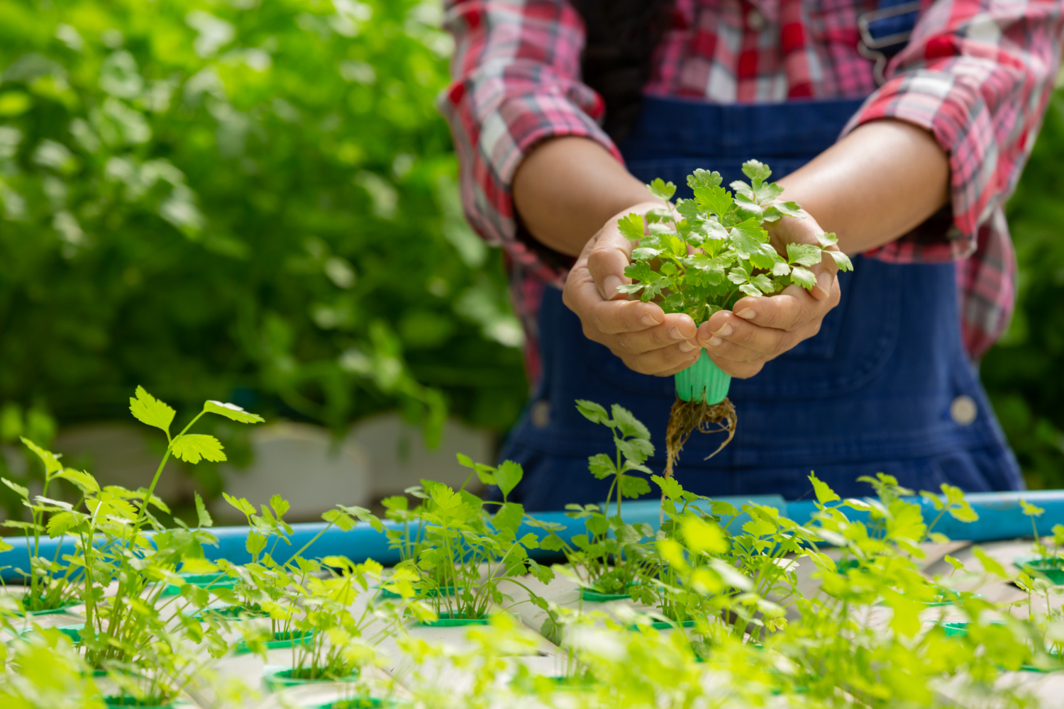 Farmer in greenhouse